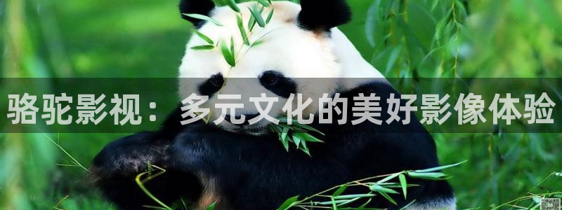 北上电视剧免费播放在线观看星辰影院